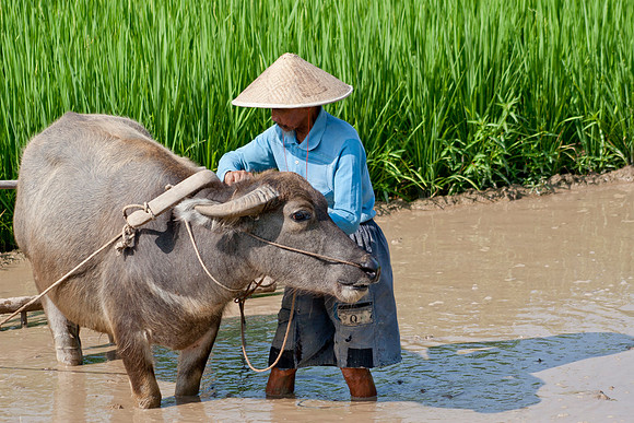 Li River Countryside