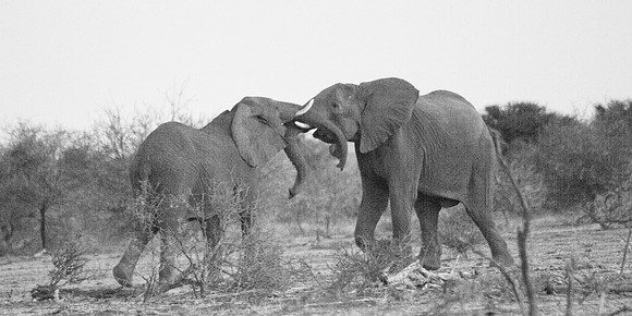 Battle Elephant Style - 6695