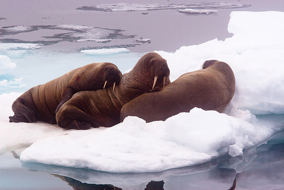 Arctic Adventure