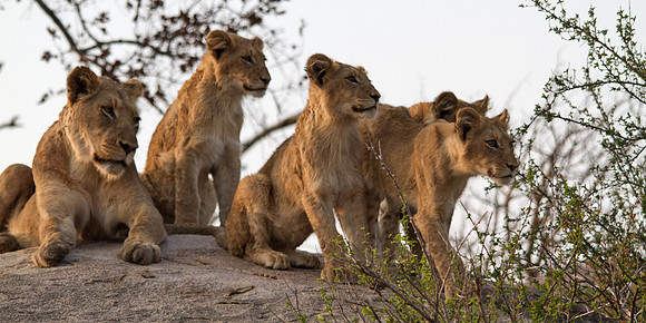 Lioness and Her Cubs - 5623
