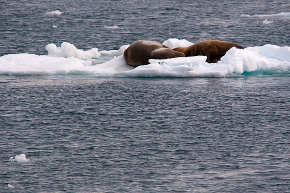 Arctic Adventure