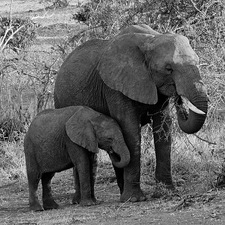 Mother and Baby Elephant in the Shade - 2054