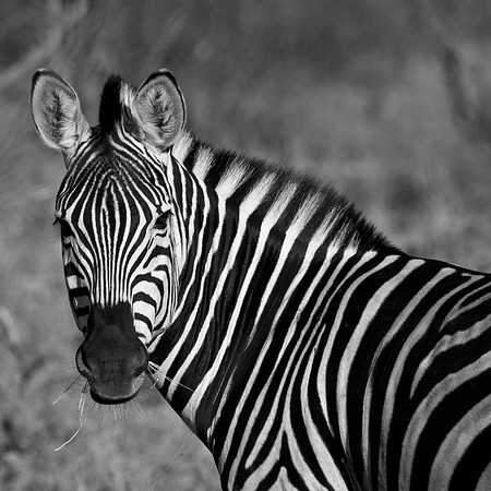 Zebra Black and White - 6446-2