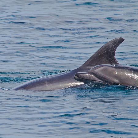 2 Playing Dolphins
