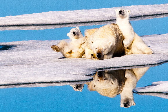 Arctic Adventure