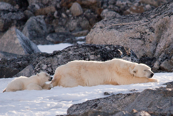 Arctic Adventure