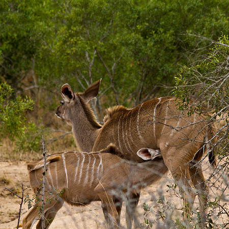 Nursing Time Kudu Style - 5304