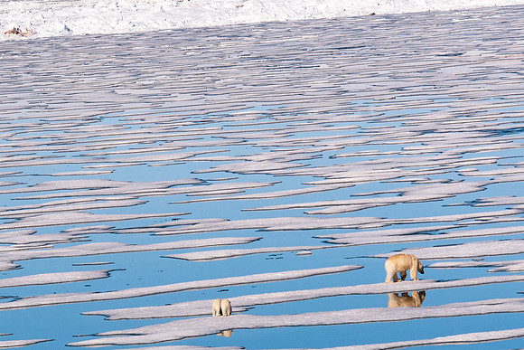 Arctic Adventure
