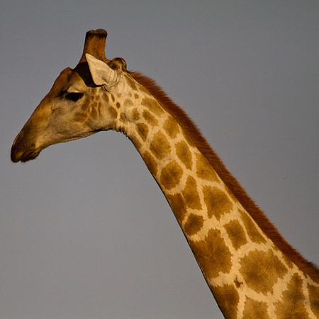 Giraffe Profile - 6047