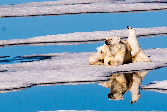 Arctic Adventure