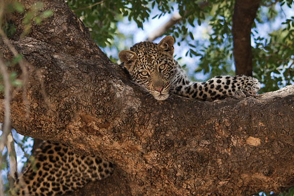 Leopard Hanging Out in a Tree - 6911