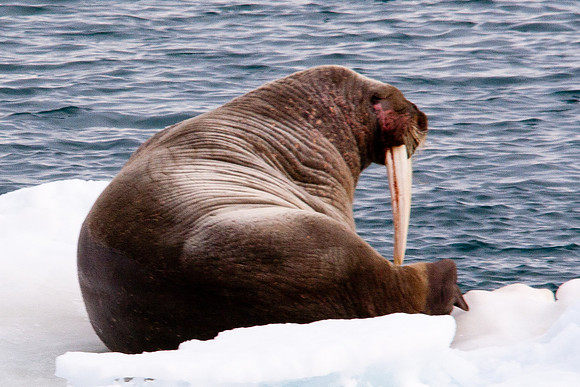 Arctic Adventure