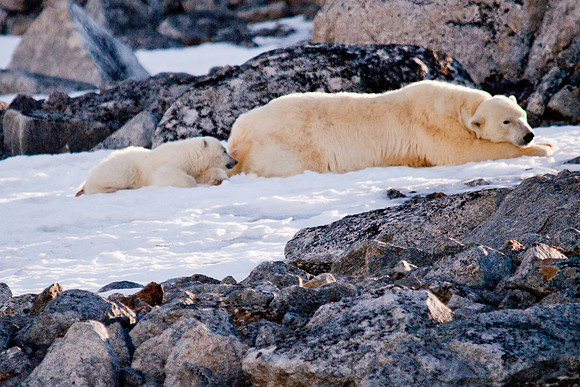 Arctic Adventure