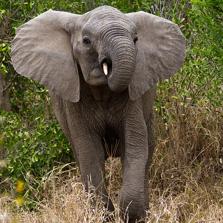 Elephant - 5356