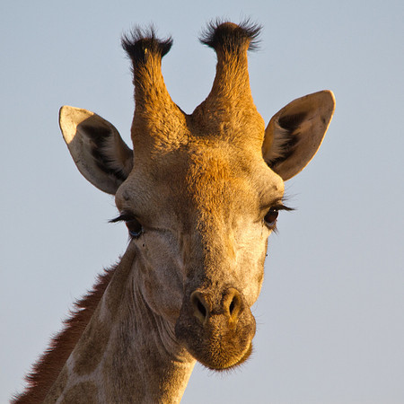 Giraffe Close-up - 6065
