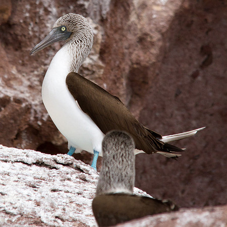 Blue-footed Booby