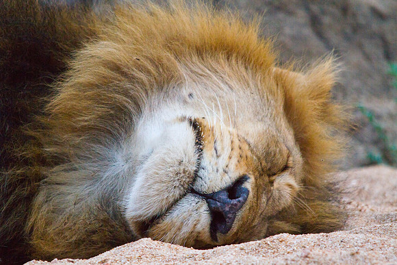 Lion's Nap Time Close-up - 5108