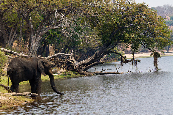 Elephant Taking a Sip - 7785