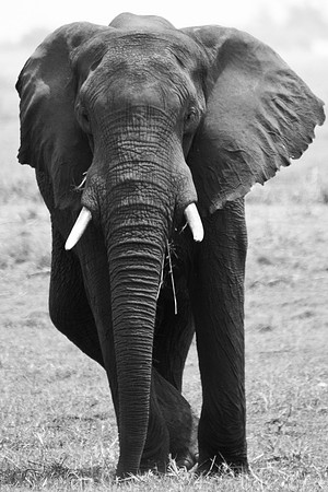 Elephant Black and White - 7754