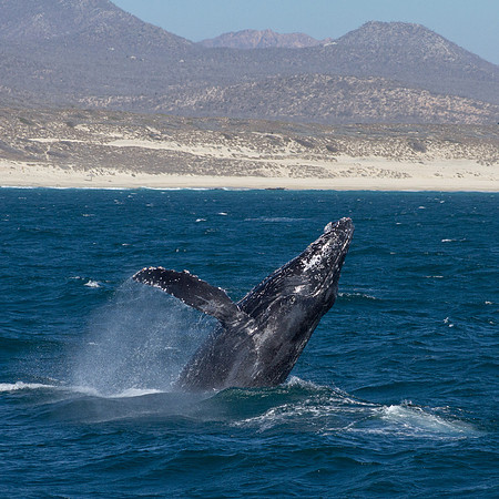 Whale Breach Sequence 1