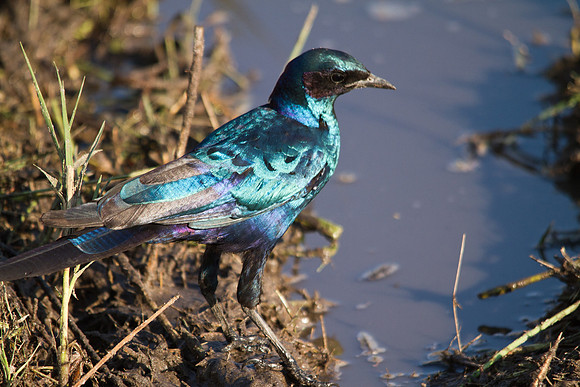 Starling - 7292