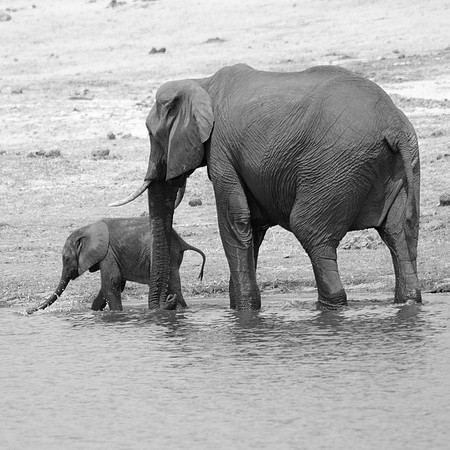 Mother and Baby Elephant in the Water  - 7981