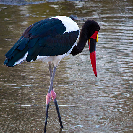 Saddlebilled Stork - 6108