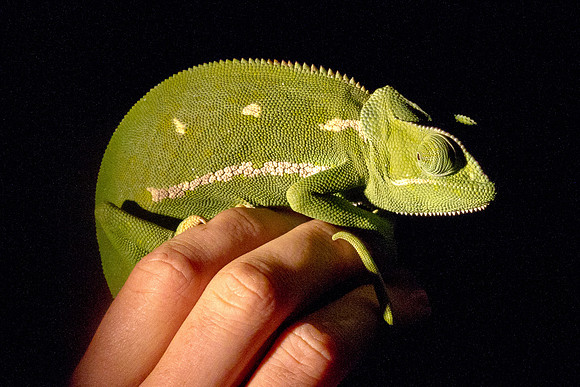 Cape Dwarf Chameleon - 5728