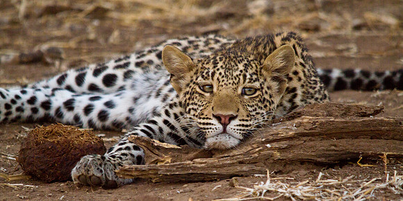 Relaxed Leopard - 6586