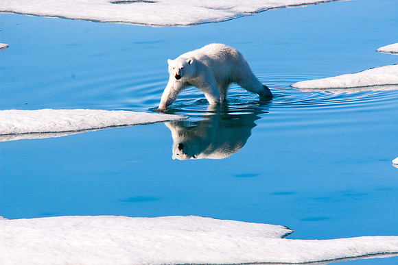 Arctic Adventure