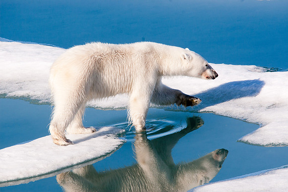 Arctic Adventure
