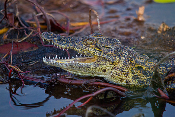 Nile Crocodile - 7573