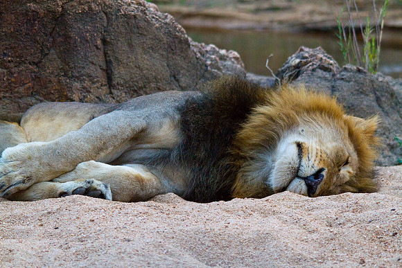 Lion's Nap Time - 5111