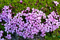 Flowers and Trees
