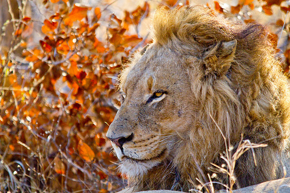 Lion Profile - 5847