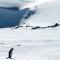 Antarctica the White Continent