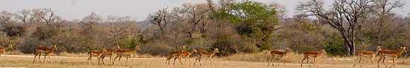 Impala Panorama - 1368