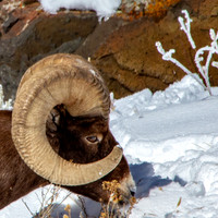 Yellowstone in Winter 2019