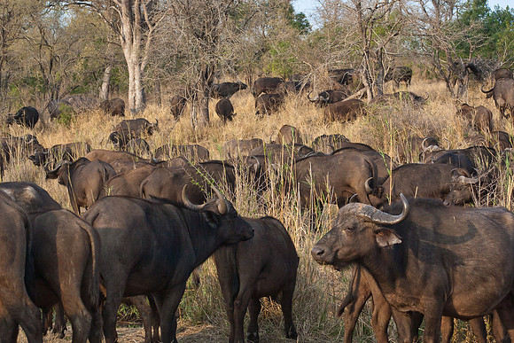 Herd of African Cape Buffalo - 1672