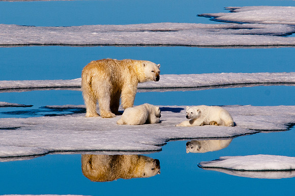 Arctic Adventure