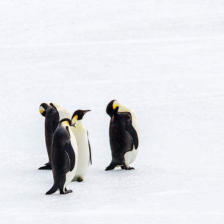 Penguin Lessons