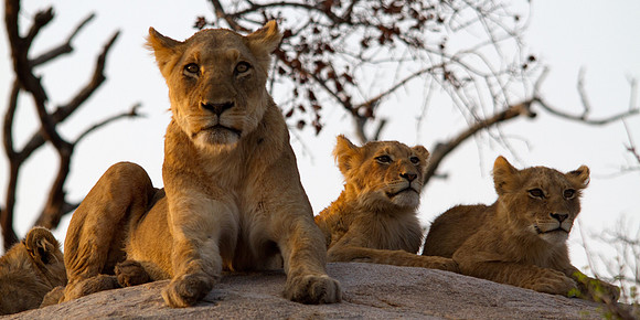 Lioness and Her Cubs - 5606